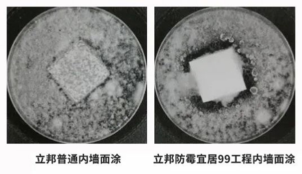 立邦防霉宜居99工程內墻面涂滿足28天耐霉菌性0級的標準.jpg
